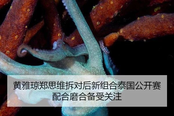 huang-ya-qiong-zheng-si-wei-chai-dui-hou-xin-zu-he-tai-guo-gong-kai-sai-pei-he-mo-he-bei-shou-guan-zhu-3-818.jpg