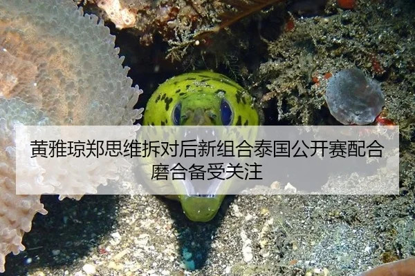 黄雅琼郑思维拆对后新组合泰国公开赛配合磨合备受关注